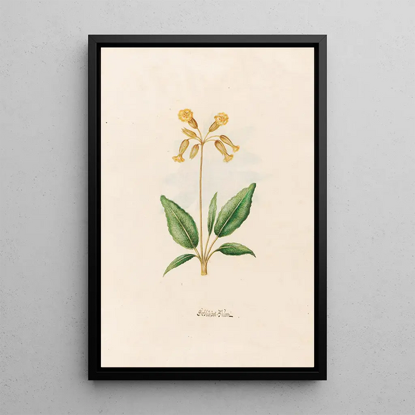 Primrose - Magdalena Rosina Funck — framed artwork on a wall