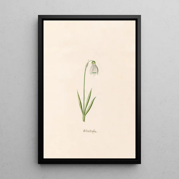 Snowflakes Painting - Magdalena Rosina Funck — framed artwork on a wall