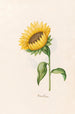 Sunflower Painting - Magdalena Rosina Funck — artwork view