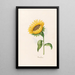 Sunflower Painting - Magdalena Rosina Funck — framed artwork on a wall