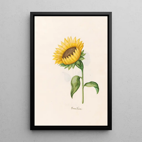 Sunflower Painting - Magdalena Rosina Funck — framed artwork on a wall