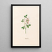 Spanish Clover Painting - Magdalena Rosina Funck — framed artwork on a wall