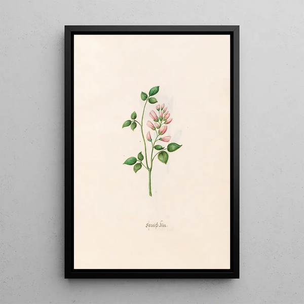 Spanish Clover Painting - Magdalena Rosina Funck — framed artwork on a wall