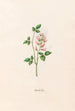 Spanish Clover Painting - Magdalena Rosina Funck — artwork view