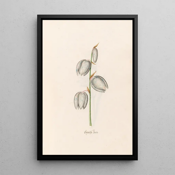 Fuchsia espagnol - Magdalena Rosina Funck — framed artwork on a wall