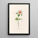 Peuplier - Magdalena Rosina Funck — framed artwork on a wall