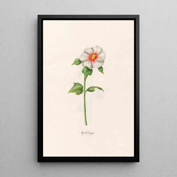 Peuplier - Magdalena Rosina Funck — framed artwork on a wall