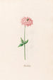 Star of columbine - Magdalena Rosina Funck — artwork view