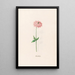 Star of columbine - Magdalena Rosina Funck — framed artwork on a wall