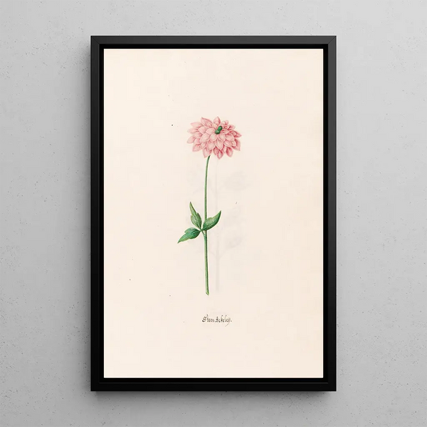Star of columbine - Magdalena Rosina Funck — framed artwork on a wall
