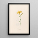 Étoile de lys - Magdalena Rosina Funck — framed artwork on a wall