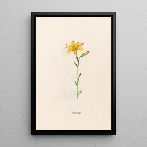 Étoile de lys - Magdalena Rosina Funck — framed artwork on a wall