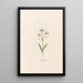 Star of Narcissus - Magdalena Rosina Funck — framed artwork on a wall