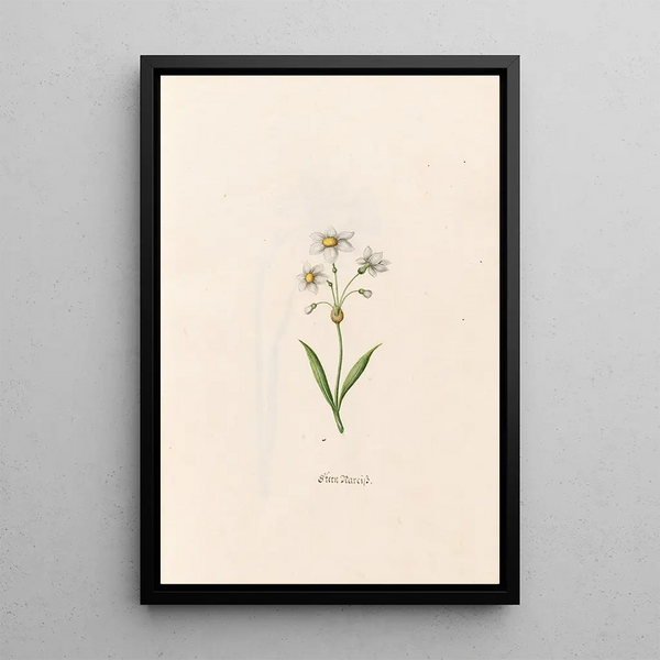 Star of Narcissus - Magdalena Rosina Funck — framed artwork on a wall