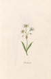 Star of Narcissus - Magdalena Rosina Funck — artwork view