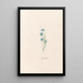 Star of Hyacinth - Magdalena Rosina Funck — framed artwork on a wall