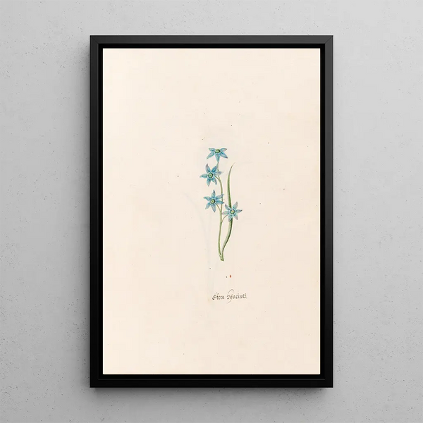 Star of Hyacinth - Magdalena Rosina Funck — framed artwork on a wall
