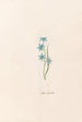 Star of Hyacinth - Magdalena Rosina Funck — artwork view