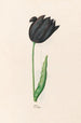 Tulip - Magdalena Rosina Funck — artwork view