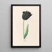 Tulip - Magdalena Rosina Funck — framed artwork on a wall