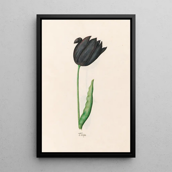 Tulip - Magdalena Rosina Funck — framed artwork on a wall