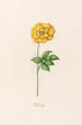 Turkish Rose Painting - Magdalena Rosina Funck — artwork view