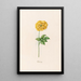 Turkish Rose Painting - Magdalena Rosina Funck — framed artwork on a wall