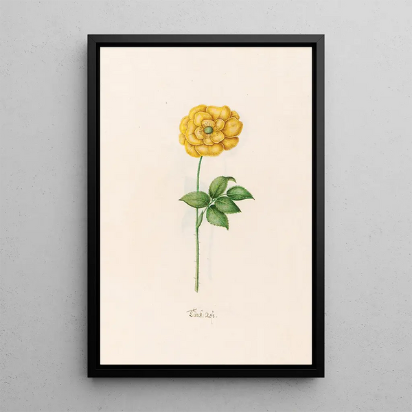 Turkish Rose Painting - Magdalena Rosina Funck — framed artwork on a wall