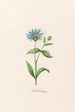 Bluebell Turkish - Magdalena Rosina Funck — artwork view