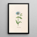 Bluebell Turkish - Magdalena Rosina Funck — framed artwork on a wall