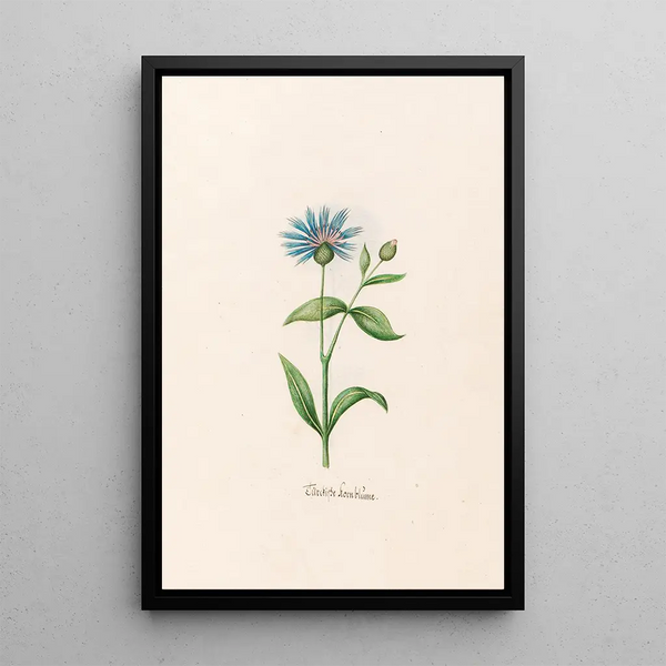 Bluebell Turkish - Magdalena Rosina Funck — framed artwork on a wall