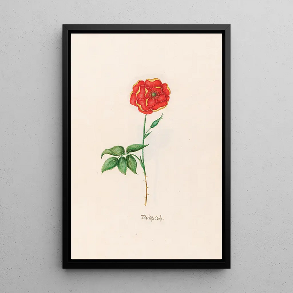 Turkish Rose Painting - Magdalena Rosina Funck — framed artwork on a wall