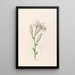 White Lily - Magdalena Rosina Funck — framed artwork on a wall