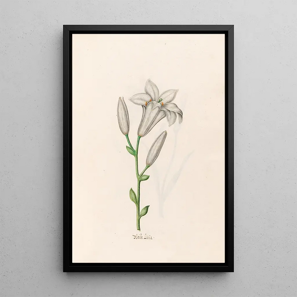 White Lily - Magdalena Rosina Funck — framed artwork on a wall