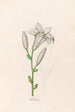 White Lily - Magdalena Rosina Funck — artwork view