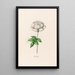 Rose White Painting - Magdalena Rosina Funck — framed artwork on a wall