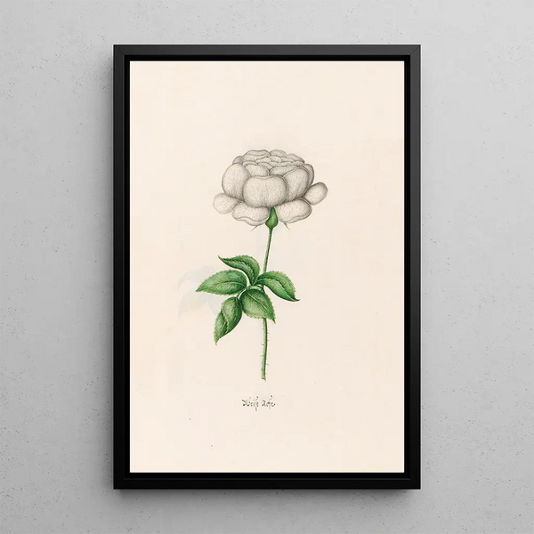 Rose White Painting - Magdalena Rosina Funck — framed artwork on a wall