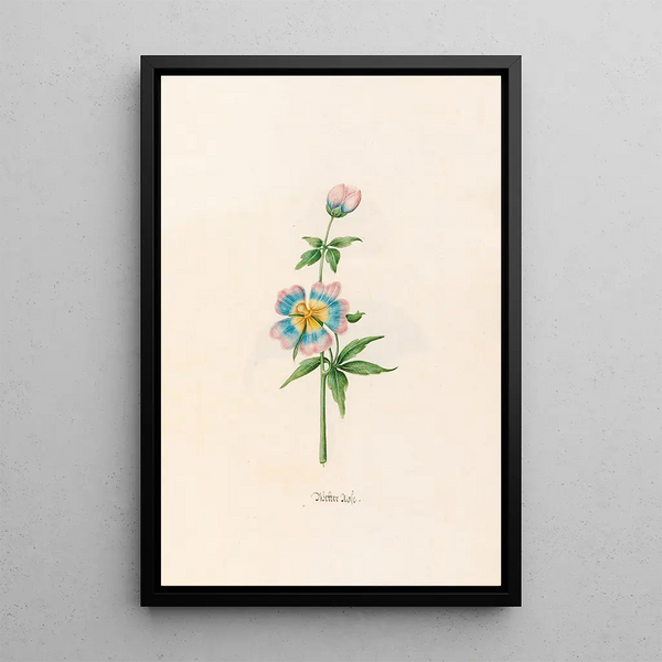 Wind Rose Painting - Magdalena Rosina Funck — framed artwork on a wall