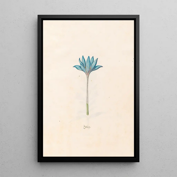 Sempiternelle - Magdalena Rosina Funck — framed artwork on a wall