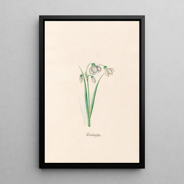 Snowflakes Painting - Magdalena Rosina Funck — framed artwork on a wall