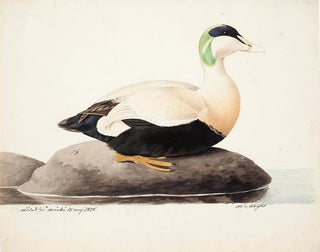 Eider à duvet mâle - Magnus von Wright — artwork view