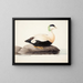 Eider à duvet mâle - Magnus von Wright — framed artwork on a wall