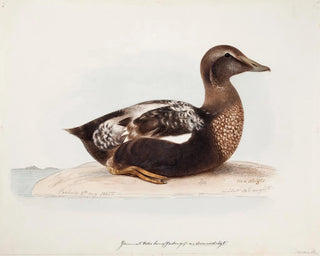 Summer male eider duck - Magnus von Wright — artwork view