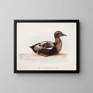 Summer male eider duck - Magnus von Wright — framed artwork on a wall