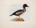 Mallard duck - Magnus von Wright — artwork view