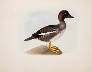 Mallard duck - Magnus von Wright — artwork view