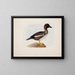 Mallard duck - Magnus von Wright — framed artwork on a wall