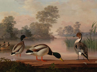 Canards - Magnus von Wright — artwork view
