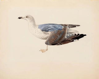 Goéland cendré - Magnus von Wright — artwork view