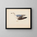 Goéland cendré - Magnus von Wright — framed artwork on a wall